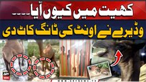Landlord chops off camel’s leg in Sanghar - Sad News