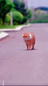 Gorgeous Lady Cats #cat #cats #catshorts #catvideos #catlovers #catlover #catsofinstagram #usa