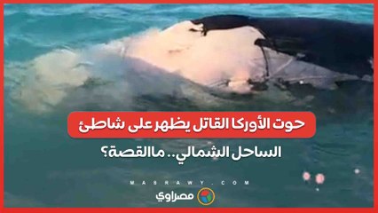 فيديو .. حوت الأوركا القاتل يظهر على شاطئ الساحل الشمالي.. ماالقصة؟