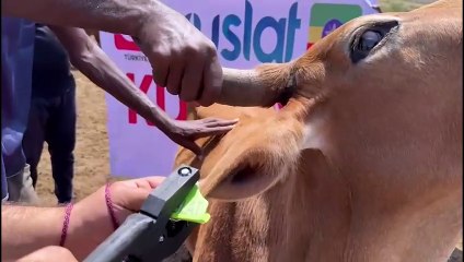 Etiyopya Kurban Hazırlıkları