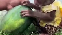 Monkey_helps_watermelon(360p)