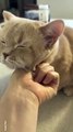 Cat Grooming #cat #cats #catshorts #catvideos #catlovers #catlover #catsofinstagram #usa #usacat