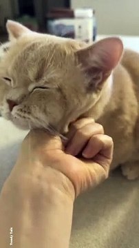 Cat Grooming #cat #cats #catshorts #catvideos #catlovers #catlover #catsofinstagram #usa #usacat