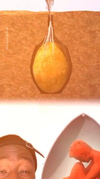 Abonne-toi pour suivre d’autres solutions positives ! @theimpactstory Source : Capsula Mundi #tombe #arbre #nature #environnement #funeraire #invention #innovation #terre