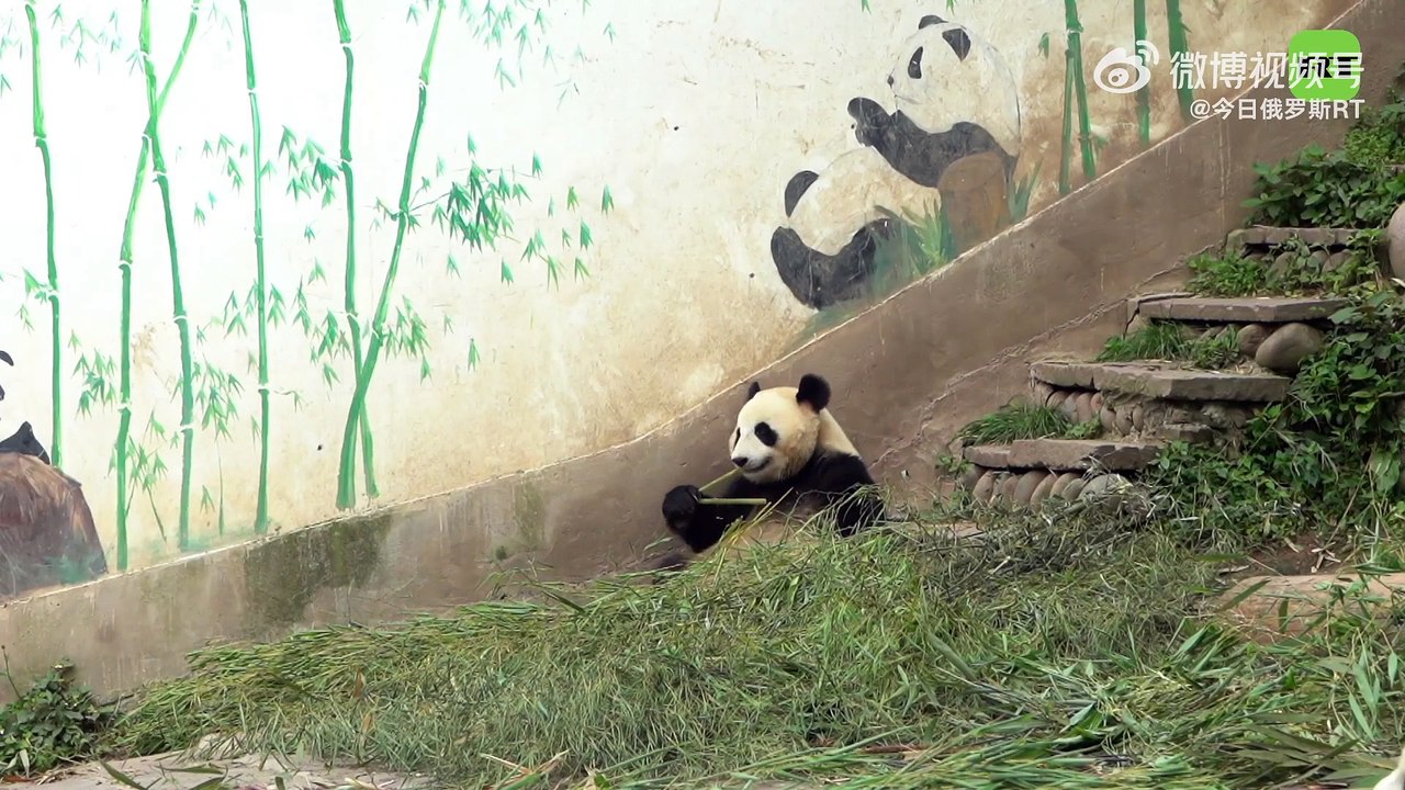 探访中国保护大熊猫研... - @今日俄罗斯RT 的视频 - 视频 - 微博