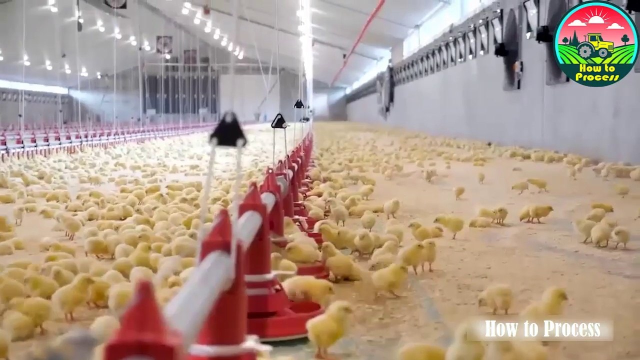Chicken Egg Incubation Technology | How to Process