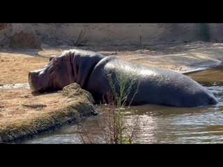 Animal video mems