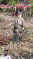 Kangaroo Charming animal diet | some line about kangaroo in hindi (part 4)
