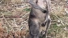 Kangaroo Charming animal diet | some line about kangaroo in hindi (part 4)