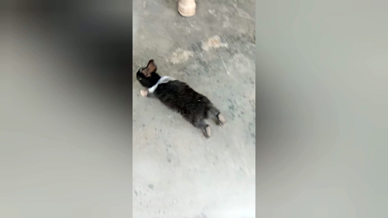 introducing kitty my home