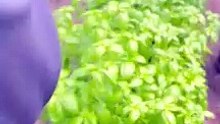 John Nwankwo Noko Basil Harvest