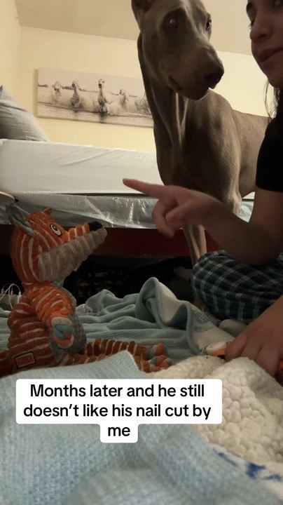 Woman Pretends to Cut Stuffed Toy's Nails to Convince Dog to Let Her Cut His Nails Too