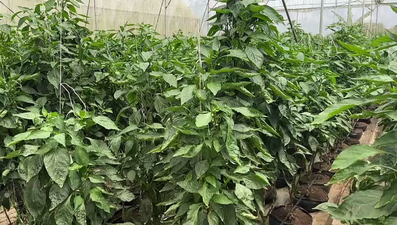 John Nwankwo Noko Bell Pepper Farms