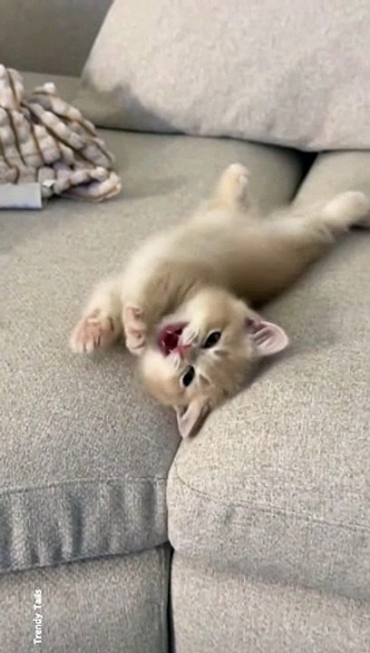 Cute Kitten #cat #cats #catshorts #catvideos #catlovers #catlover #catsofinstagram #usa #usacat