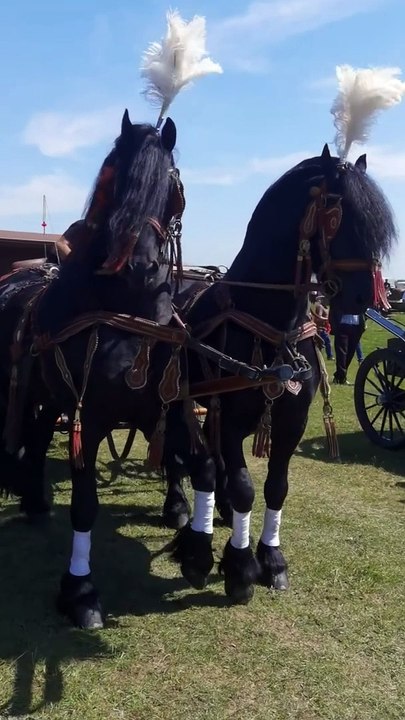 black horse finance, international horse, international horse racing, intense horse racing