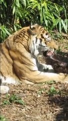 Tigher is very clever animal.