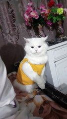 blue__#vlog_#viralvideo_#catlover_#explore(720p)