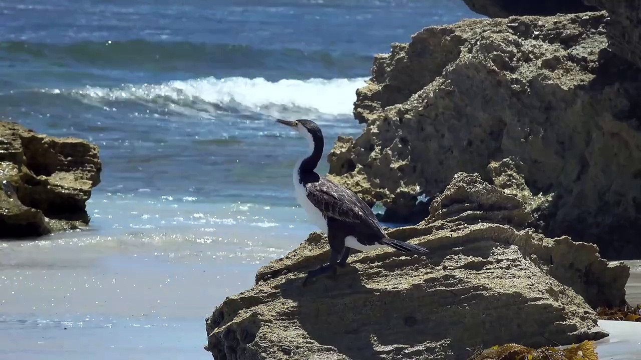 Beautiful Seagull Bird