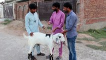 Qurbani Eid par Bakre k 7 hissay _ New Punjabi full comedy video