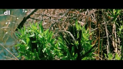 LA LEYENDA DE BOGGY CREEK (1972) V.O.S.E. - VOLVIENDO AL CINE DEL BARRIO