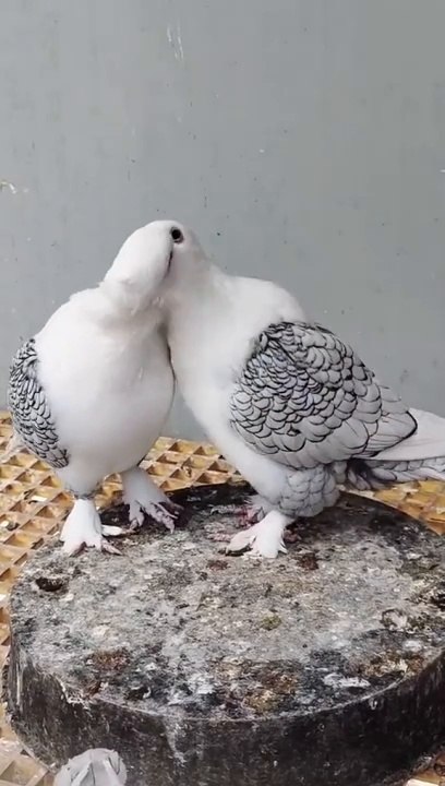 Very cute this pigeon