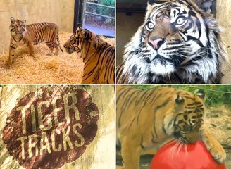 Meet the tigers at Edinburgh Zoo