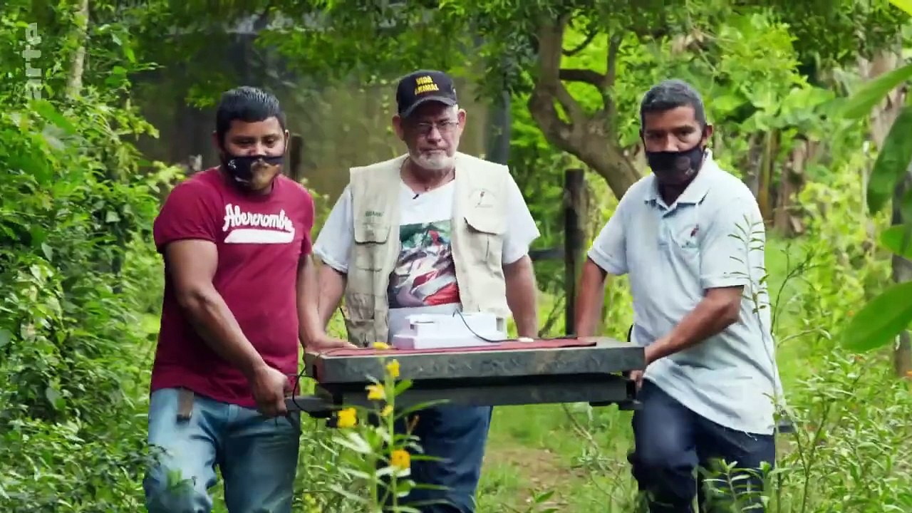 Le tapir, jardinier des forêts tropicales _ GEO Reportage _ ARTE Family