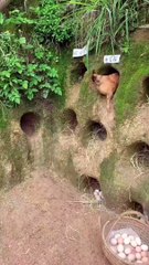 _پرورش مرغ و تخم مرغ محلی اما به روش صنعتی____Raising local chicken and eggs but in an industrial way(MP4)