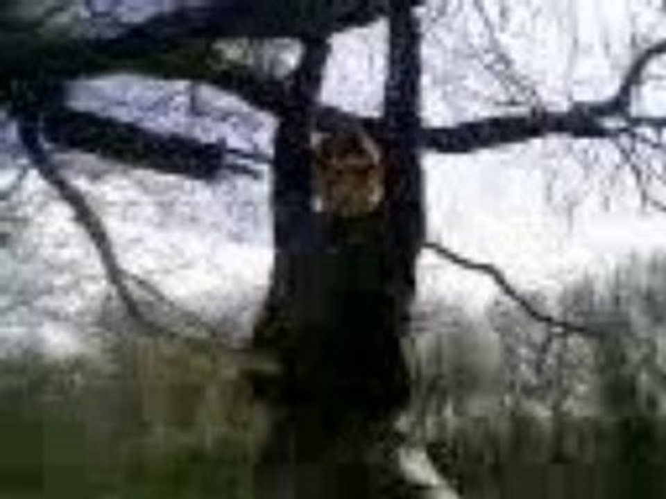 L'homme singe Part 2