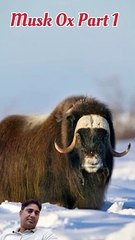 a muskox animal | musk ox documentary in hindi (part1)