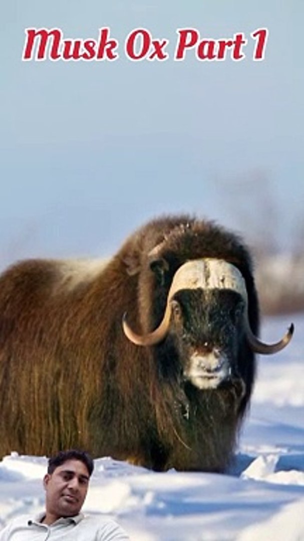 ⁣a muskox animal | musk ox documentary in hindi (part1)