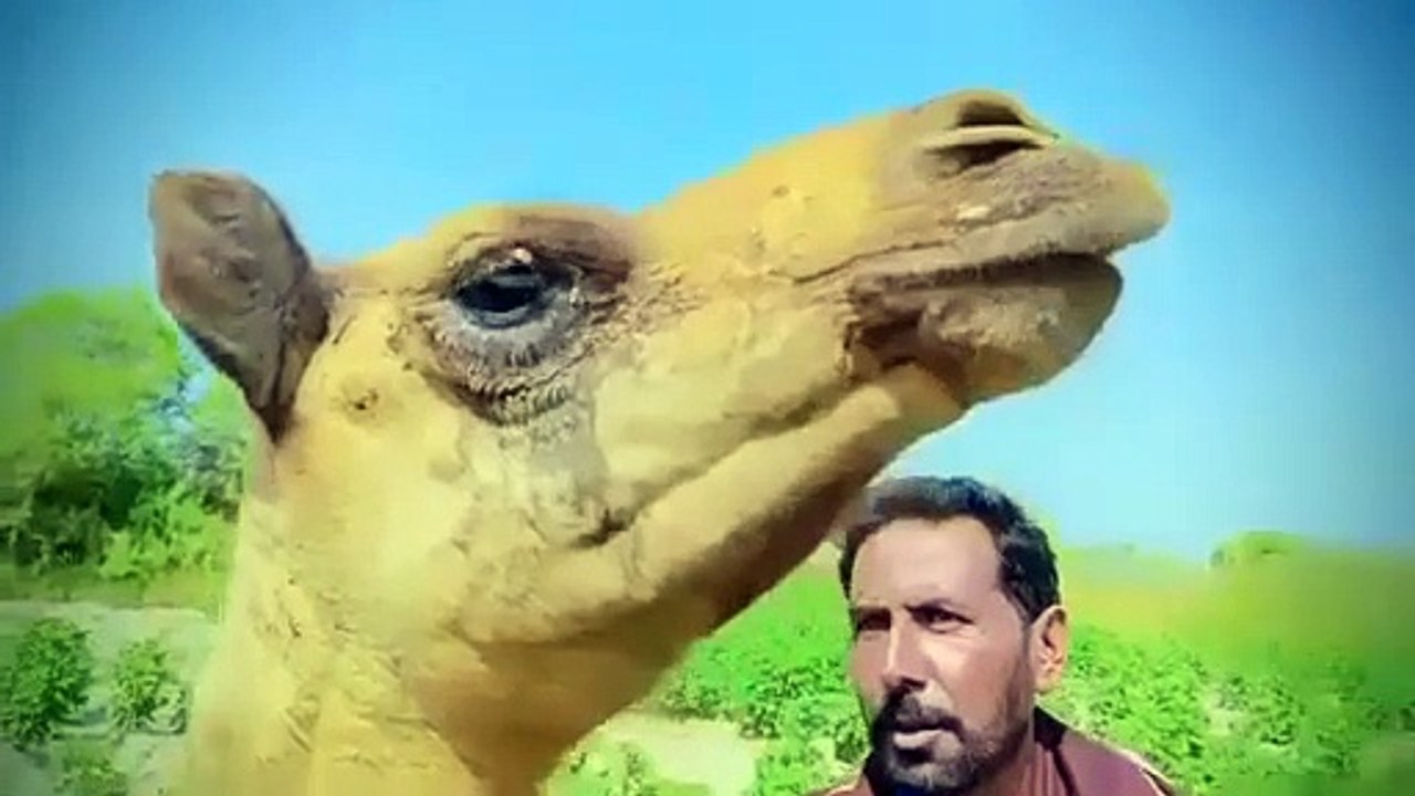 Attiq Rahman - صرف چار لوگ تھے جنہوں نے حضرت صالح کی اونٹنی کو مارا۔_لیکن پوری قوم کو عذاب دیا گیا اور حضرت صالح علیہ السلام کی پوری قوم تباہ (