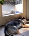 Furry Fun: Dog Agitated When Looks Outside The Window