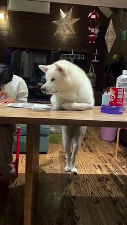 Dog Supervisor The Study Work Of Girls