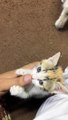 Furry Fun: Little Cutie Lick The Thumb