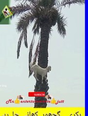 Hilarious Animal Video to Brighten Your Day 😂