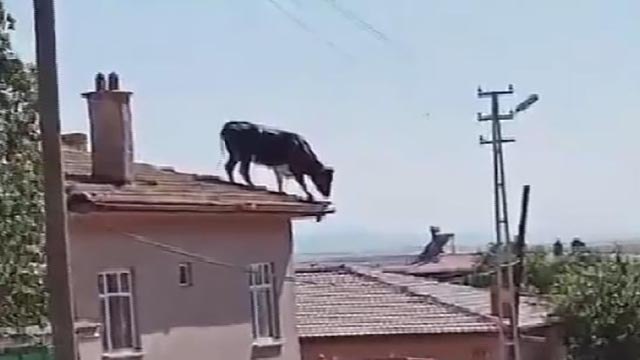Kaçan boğa, binanın çatısına çıktı, sahipleri güçlükle yakaladı; o anlar kamerada