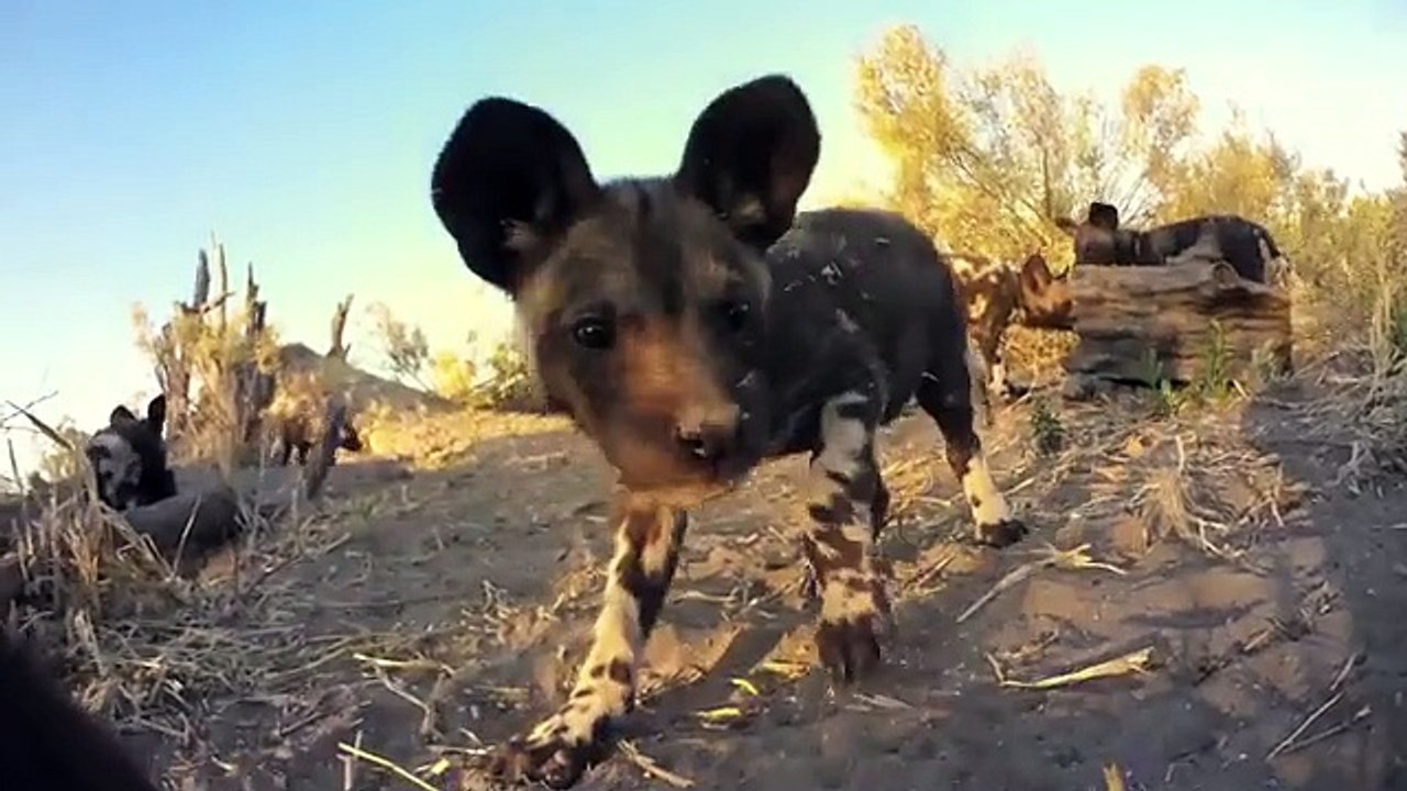Robotic_Spy_Puppy_Meets_Wild_Dogs(360p)