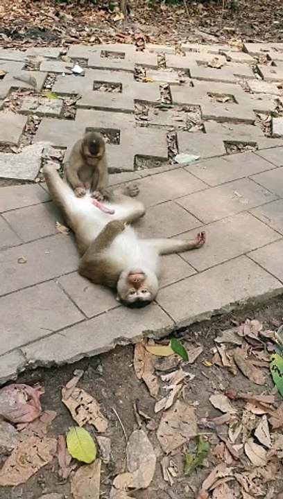 Monkey relaxing _monkey _shortsvideo(720P_60FPS)