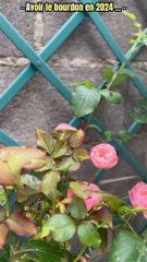 MomentDeDétente#Nature#Insecte#Bourdon#Juin2024