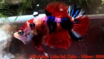 KaraOke - CHIỀU TÀN (Koi multicolors)