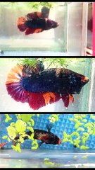 kARAoKE - CUỘC TÌNH TRONG CƠN MƯA (Blue nemo)