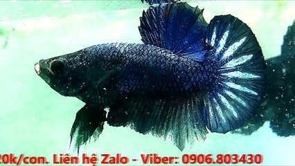 KaraOke - DẤU TÌNH SẦU (Blue)_ngắt lời