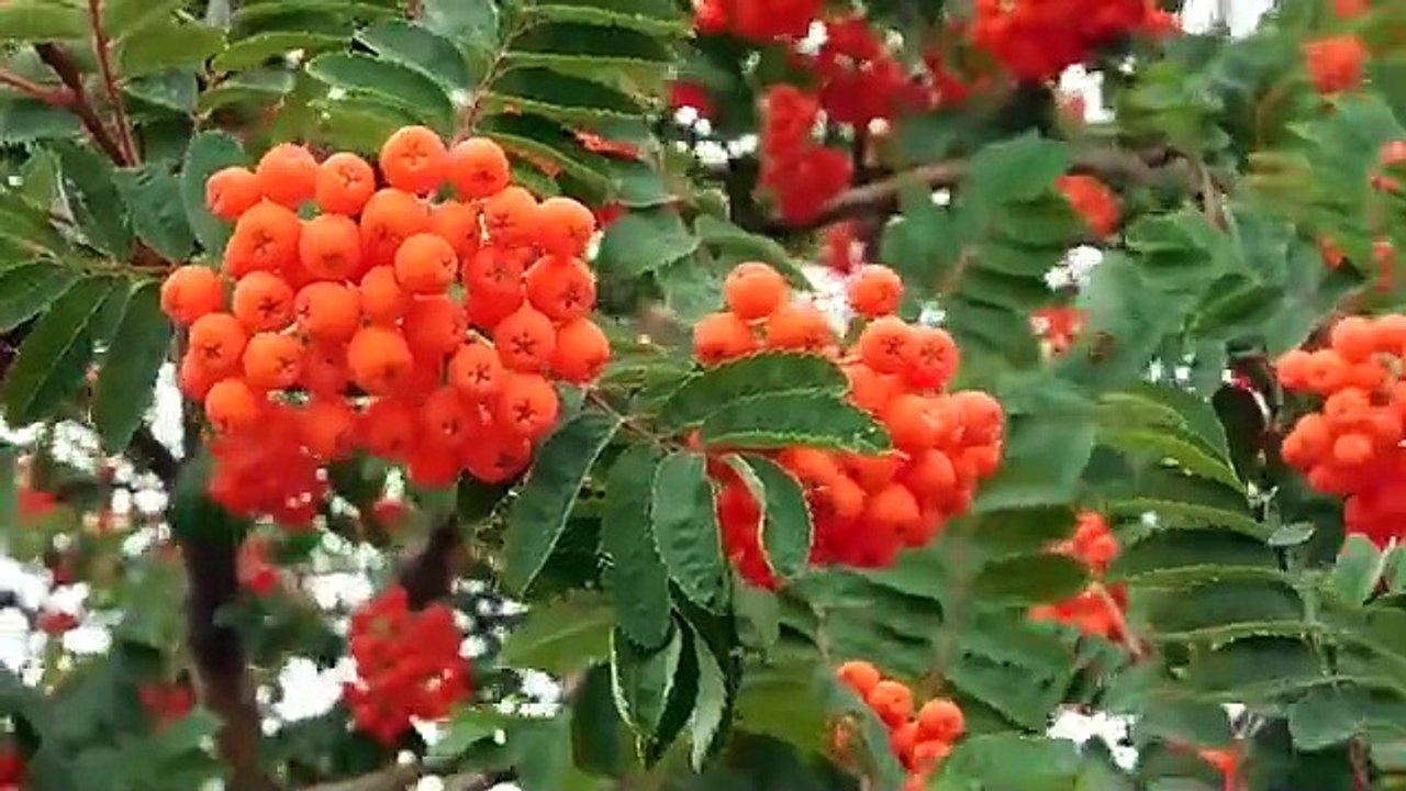 1392180-sd_640_360_30fps