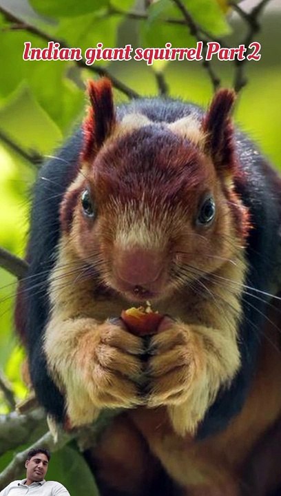 Indian giant squirrel or Malabar giant squirrel native habitat in hindi (part 2)
