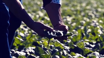 Ue, approvato regolamento su ripristino natura, l'Italia vota contro