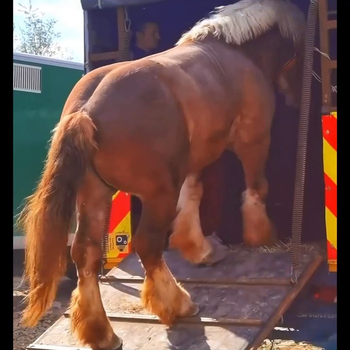 So beautiful horse in the racing