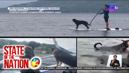 Mga alagang aso, kasama ng amo sa swimming at mga water activity | SONA