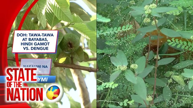 ICYMI - DOH – Tawa-tawa at bayabas, hindi gamot vs. dengue | SONA