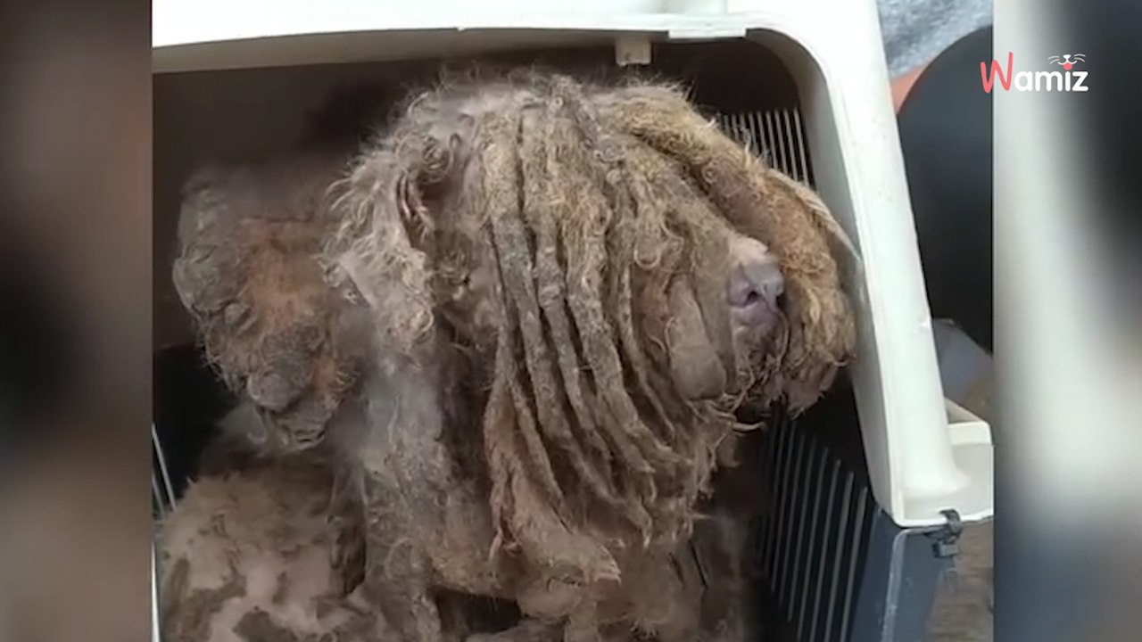 Tierretter finden ein verfilztes Monster: Stunden später fällt ihnen die Kinnlade runter!